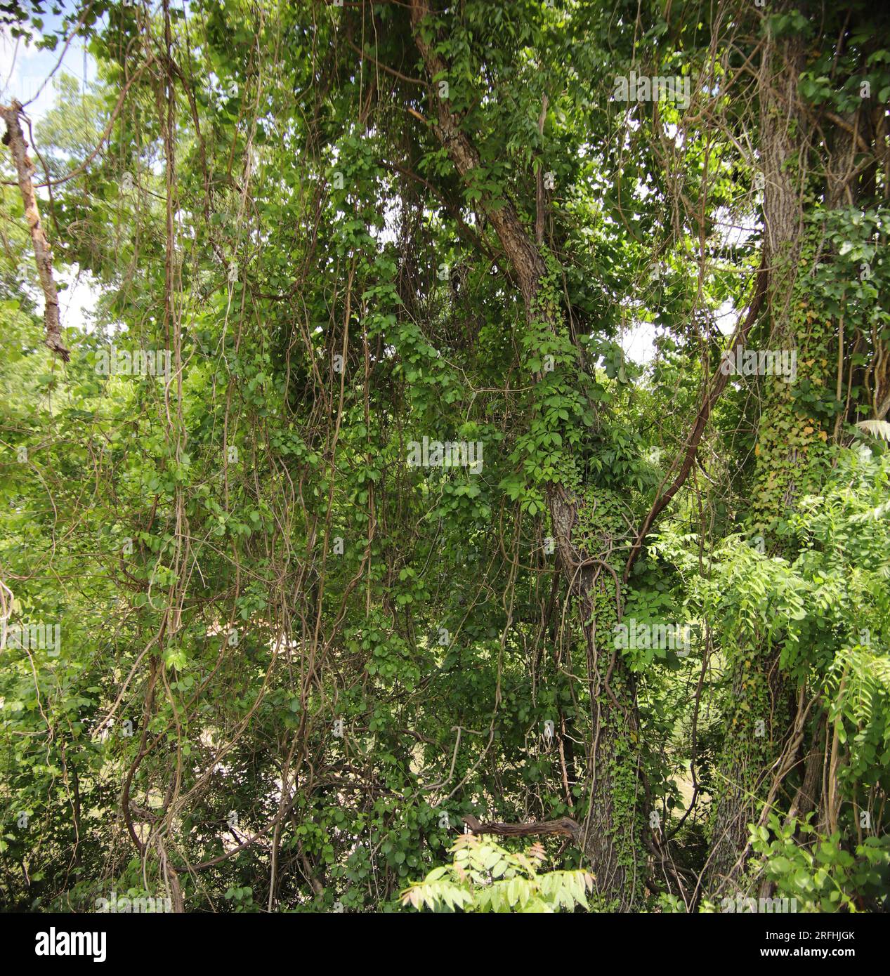 Vignes grimpantes envahissantes couvrant et tuant les arbres forestiers, rivalisant pour la lumière du soleil et les nutriments et les étouffant. Banque D'Images