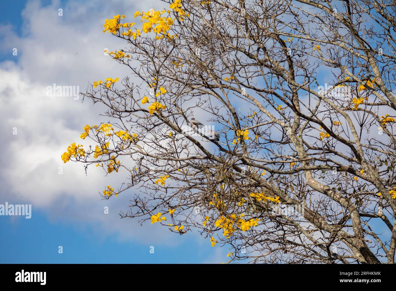 Magnifique arbre ipê jaune contre ciel bleu : l'arbre de trompette d'or (Handroanthus albus). Banque D'Images