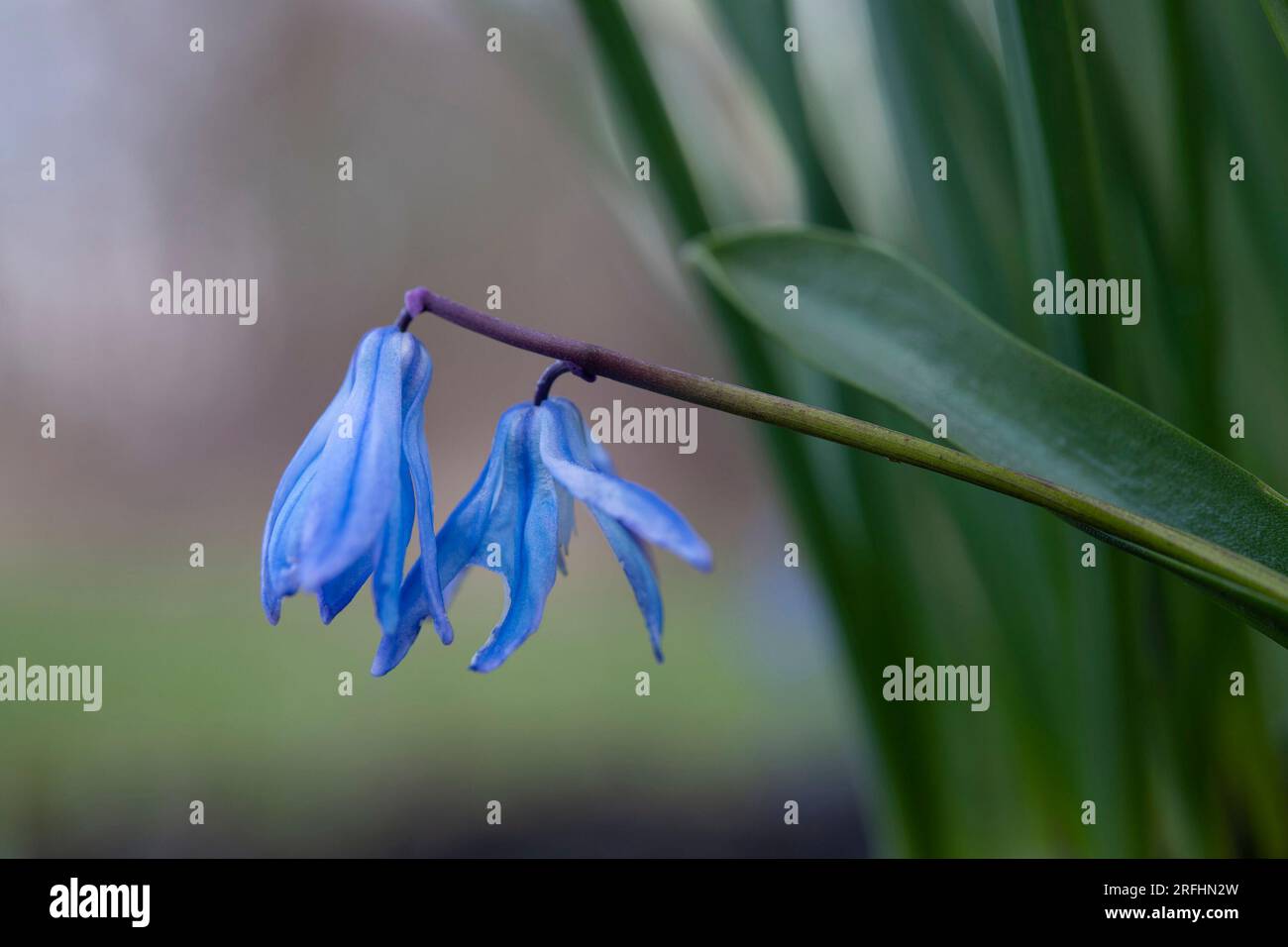 Bluebell flowers Banque D'Images