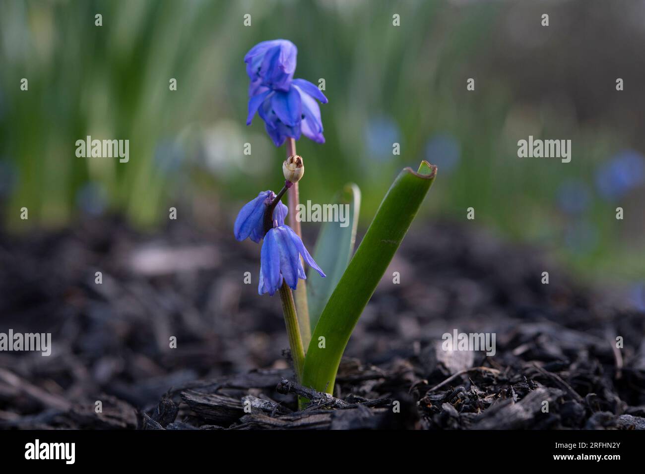 Bluebell flowers Banque D'Images