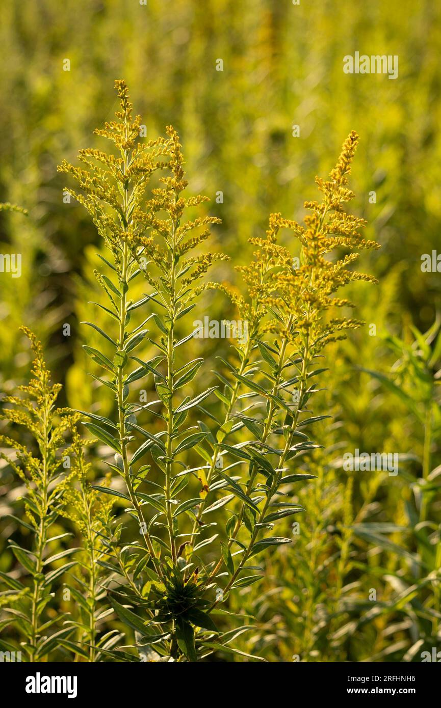 Fleurs d'herbe de fer Banque D'Images