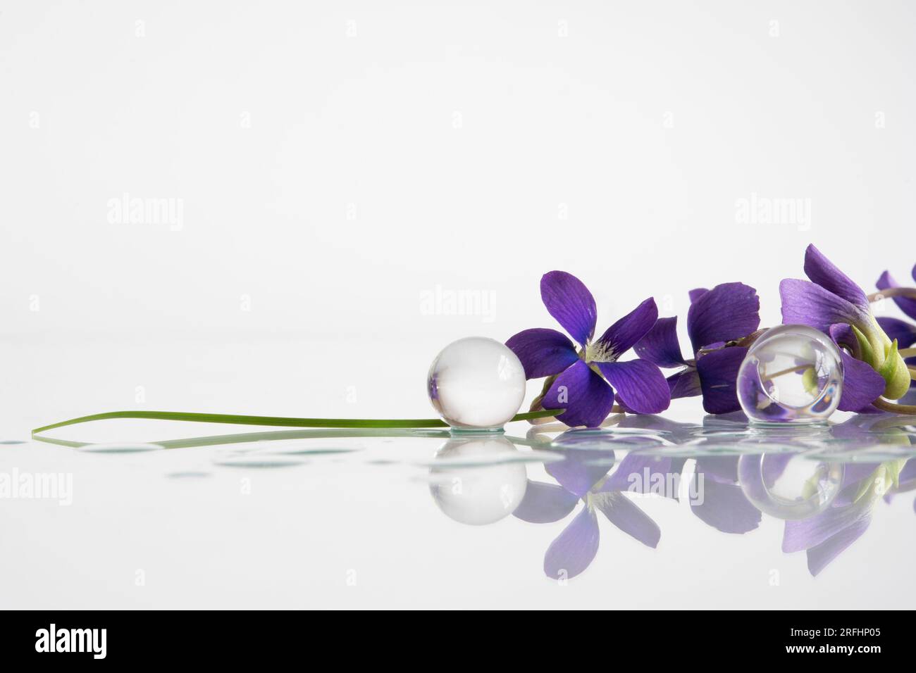 Fleurs violettes Banque D'Images