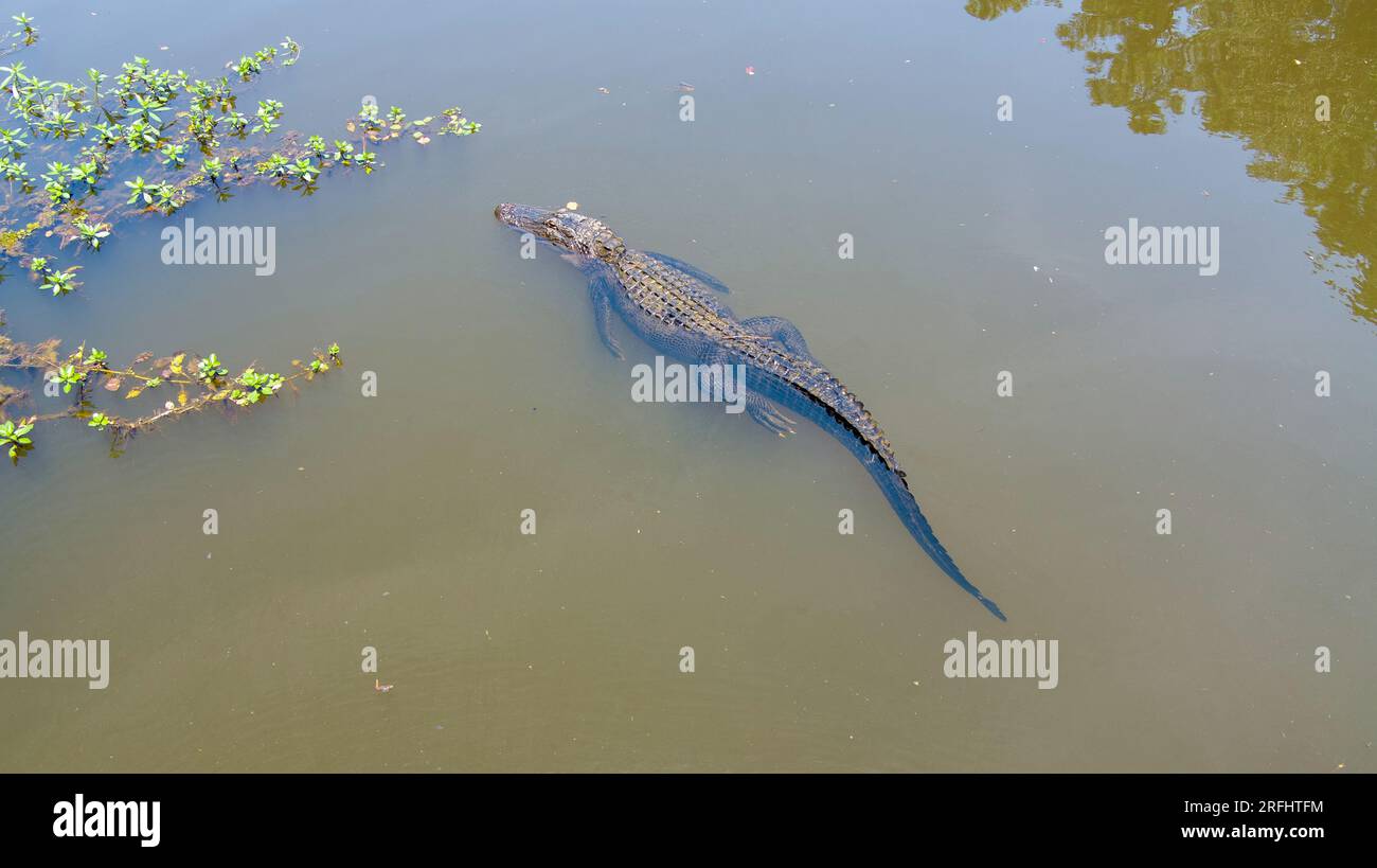 Vue aérienne d'un adulte alligator américain à Mobile Bay, Daphne, Alabama Banque D'Images