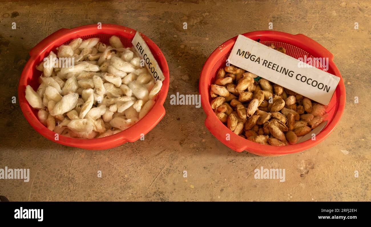 Des bocaux montrant deux types de cocon de ver à soie, Eri (de la teigne Eri, Samia ricini) et Muga (de la teigne assamaise, Antheraea assamensis.) Banque D'Images