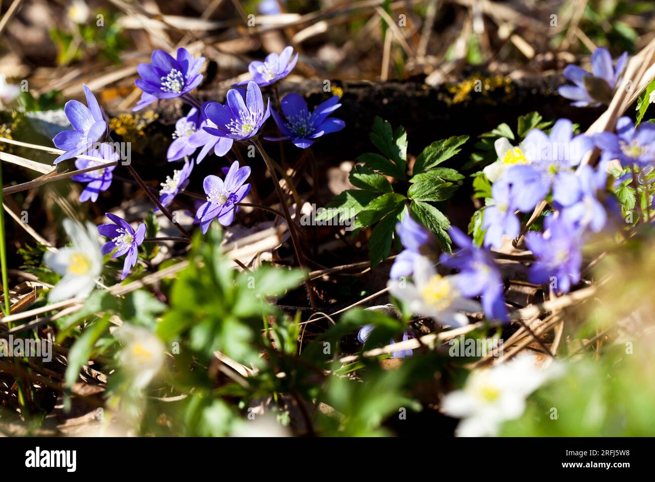 les premières fleurs poussent dans les forêts et les parcs au printemps et en été Banque D'Images