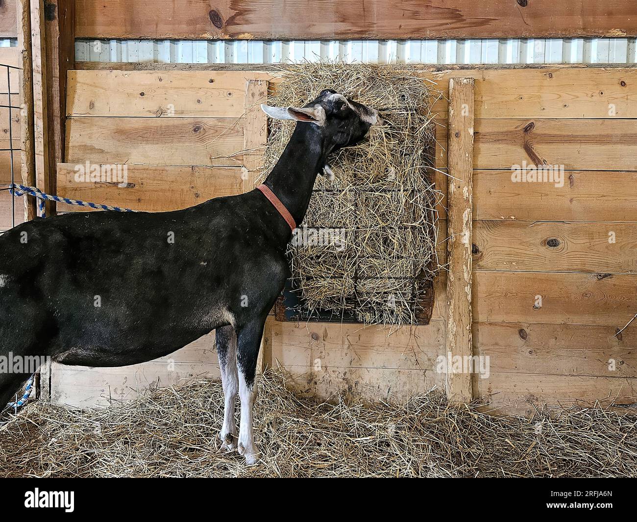 Chèvre noir et blanc mangeant du foin sur le mur de stalle de grange en bois Banque D'Images