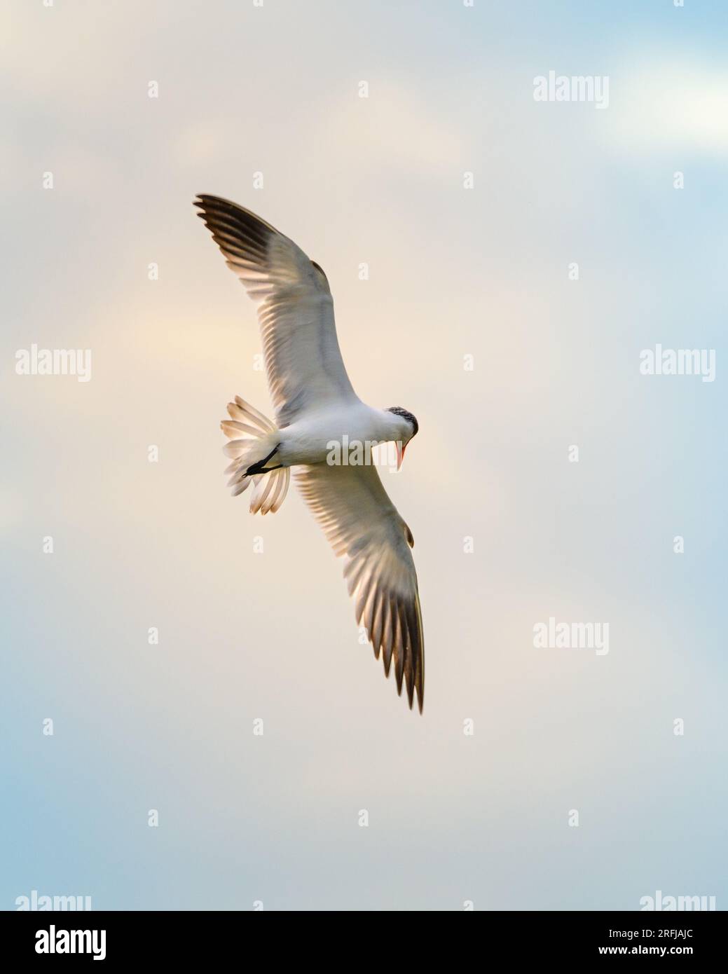 Oiseau de Sterne Caspienne en vol contre le ciel du matin. Beauté dans la nature, matinée sereine dans le parc national de Bundala, Sri Lanka Banque D'Images