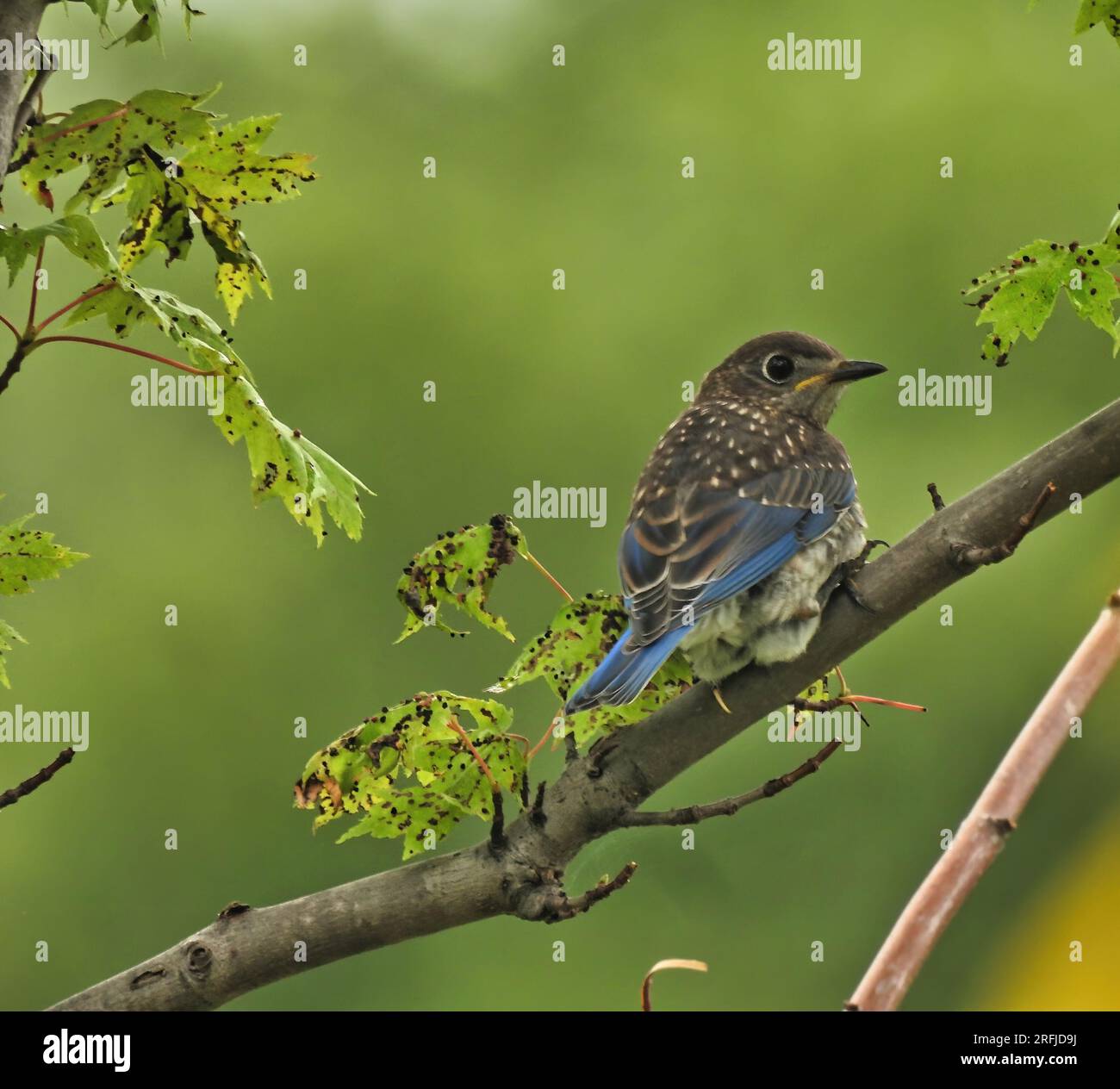 Oiseau bleu de l'est juvénile perché sur une branche d'arbre dans le soleil d'été Banque D'Images