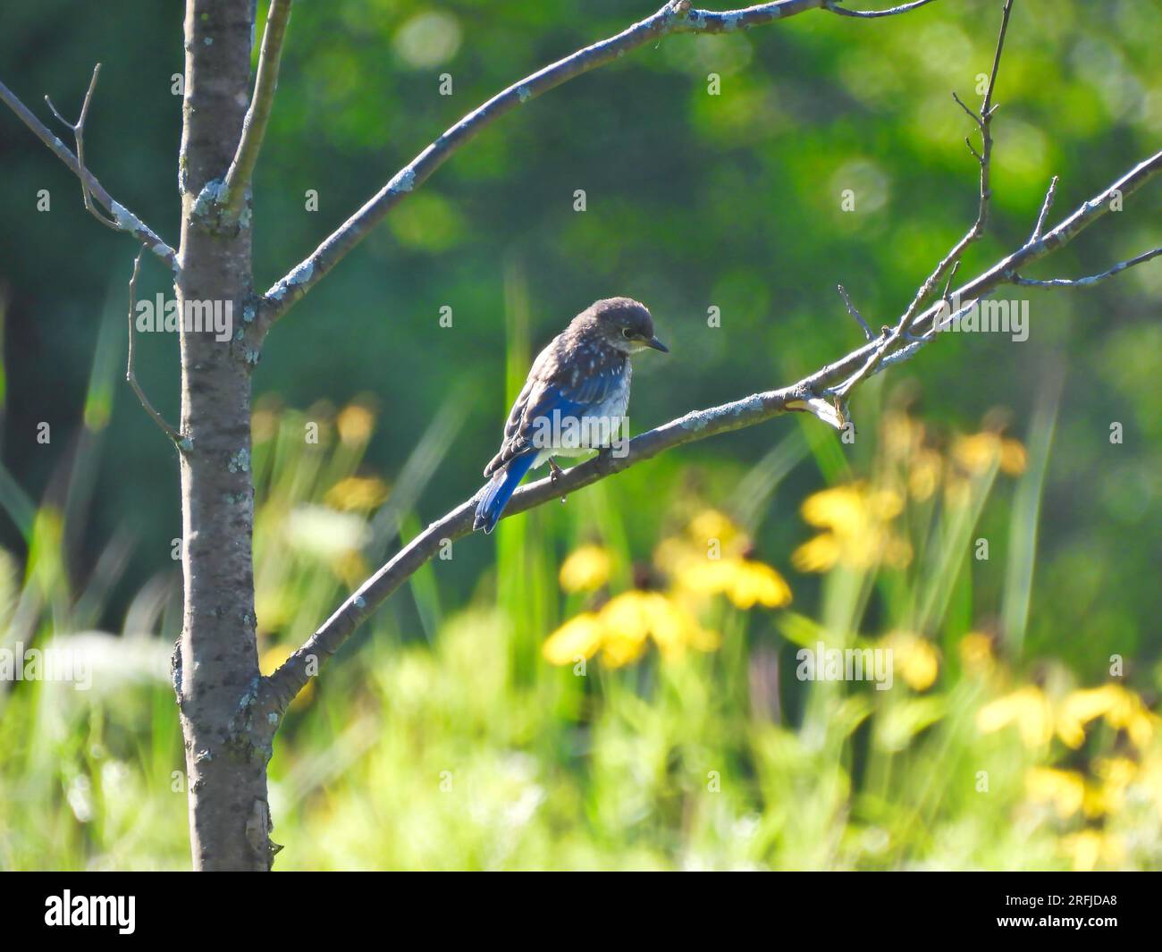Oiseau bleu de l'est juvénile sur une branche d'arbre sur un soleil d'été Banque D'Images