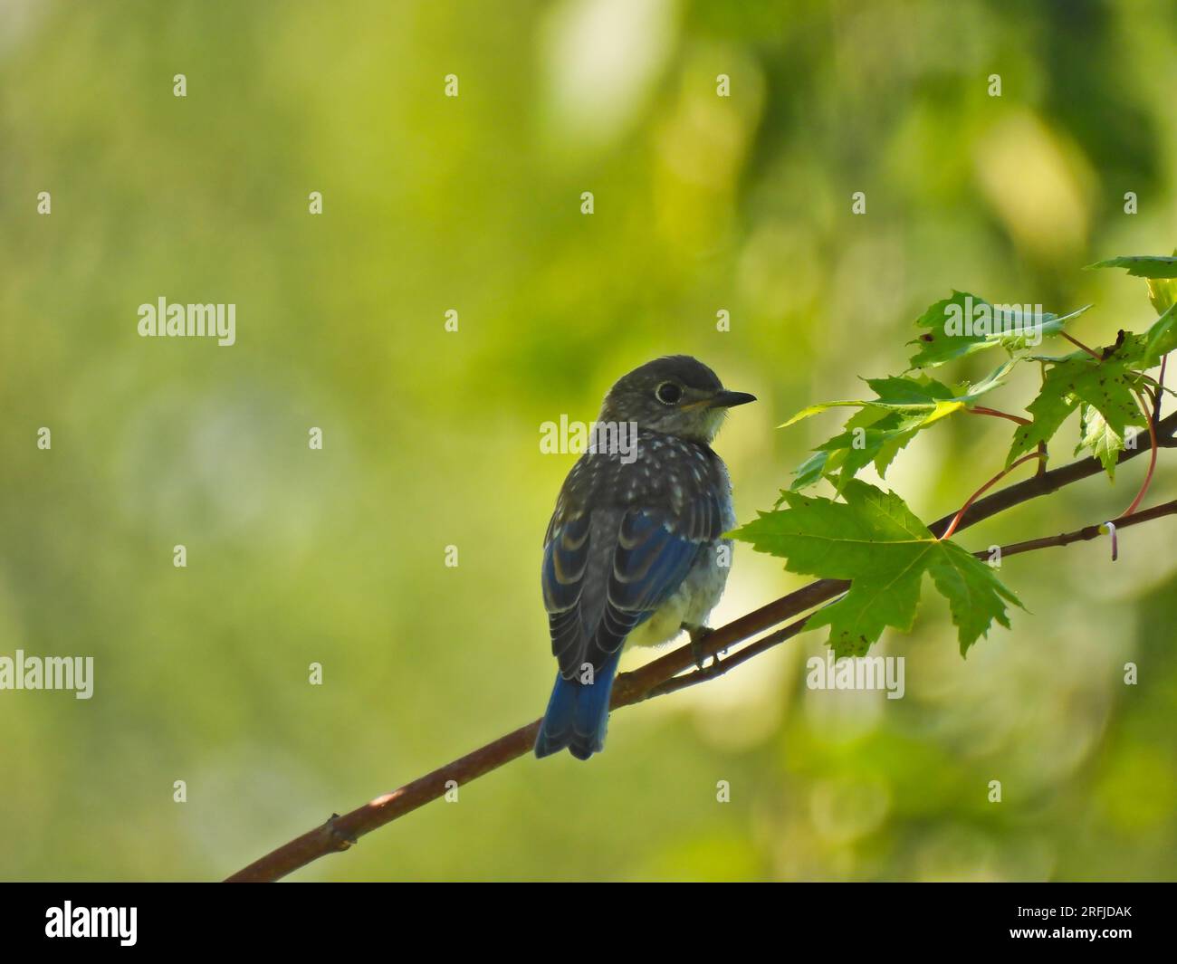 Oiseau bleu de l'est juvénile sur une branche d'arbre sur un soleil d'été Banque D'Images
