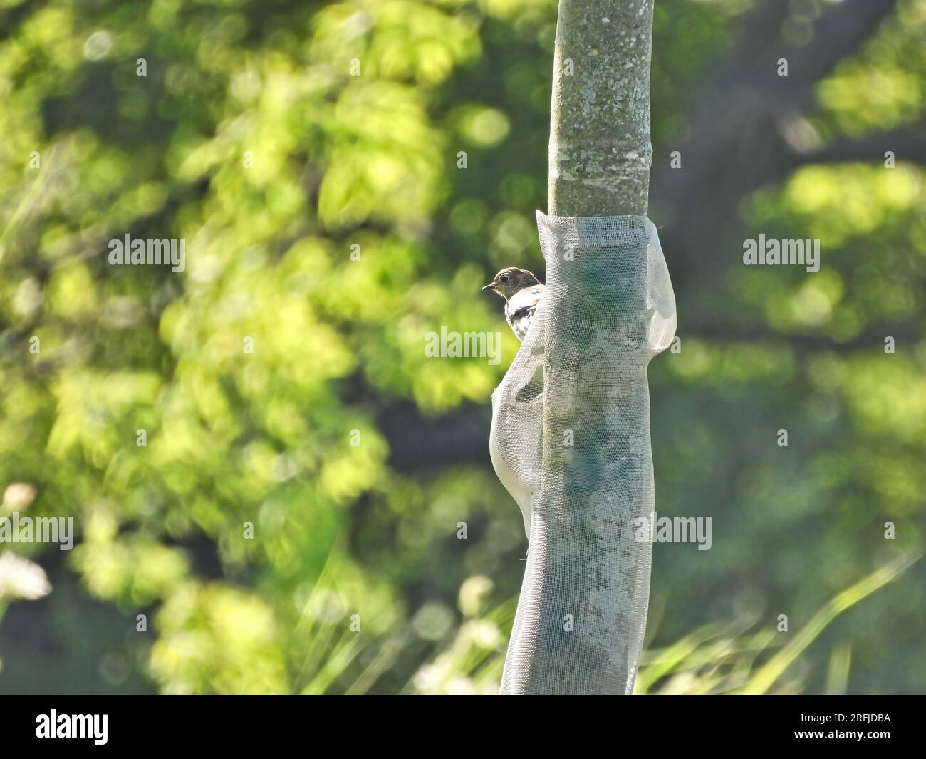 Oiseau bleu de l'est juvénile sur un tronc d'arbre sur un soleil d'été Banque D'Images