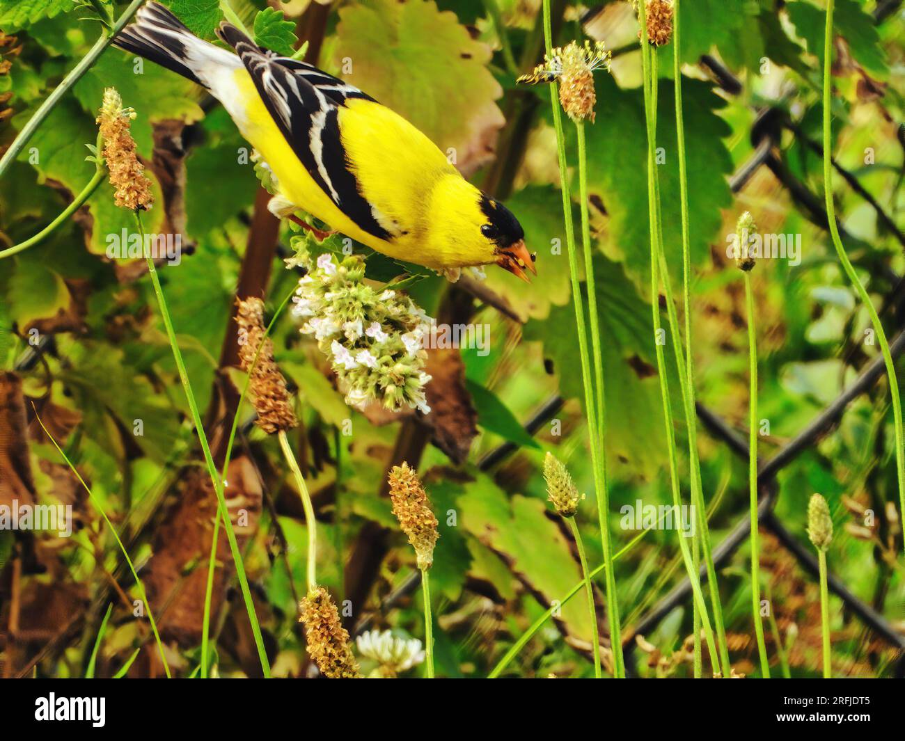 American Goldfinch Bird perché sur une fleur sauvage mangeant des graines un jour d'été Banque D'Images