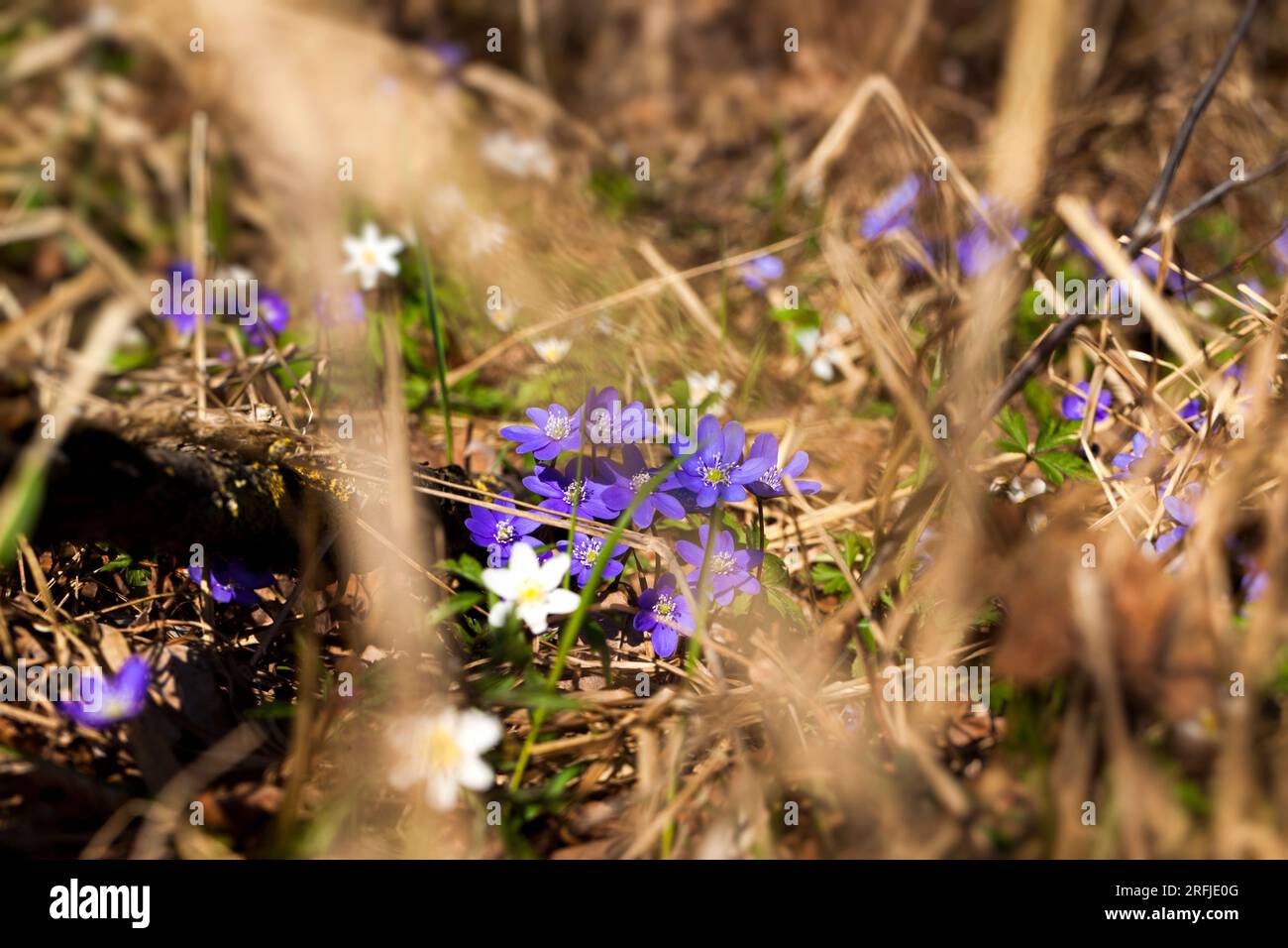 les premières fleurs poussent dans les forêts et les parcs au printemps et en été Banque D'Images