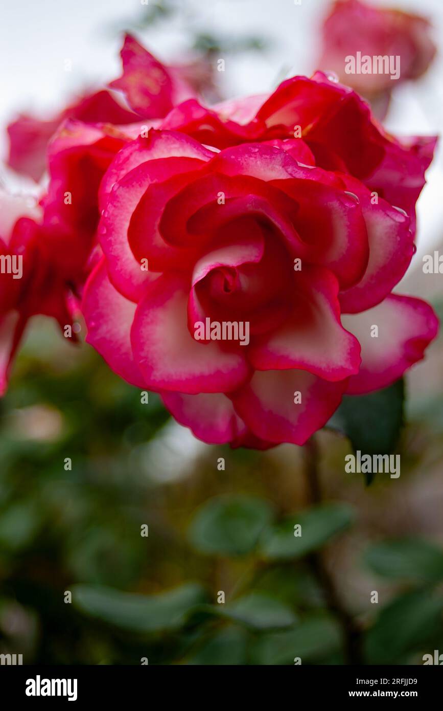 Fleur de rose, Rouge, cultivée, Malanda, Australie Banque D'Images
