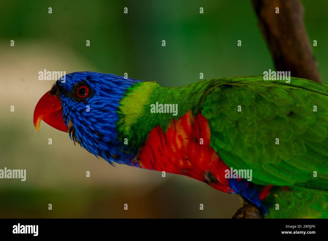 Rainbow Lorikeet, Trichoglossus mouccanus, sauvage, Australie Banque D'Images