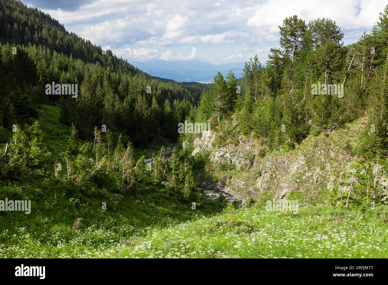 Forêt d'épinettes et ruisseau dans le parc national de Pirin. Beau paysage naturel en Bulgarie. Banque D'Images