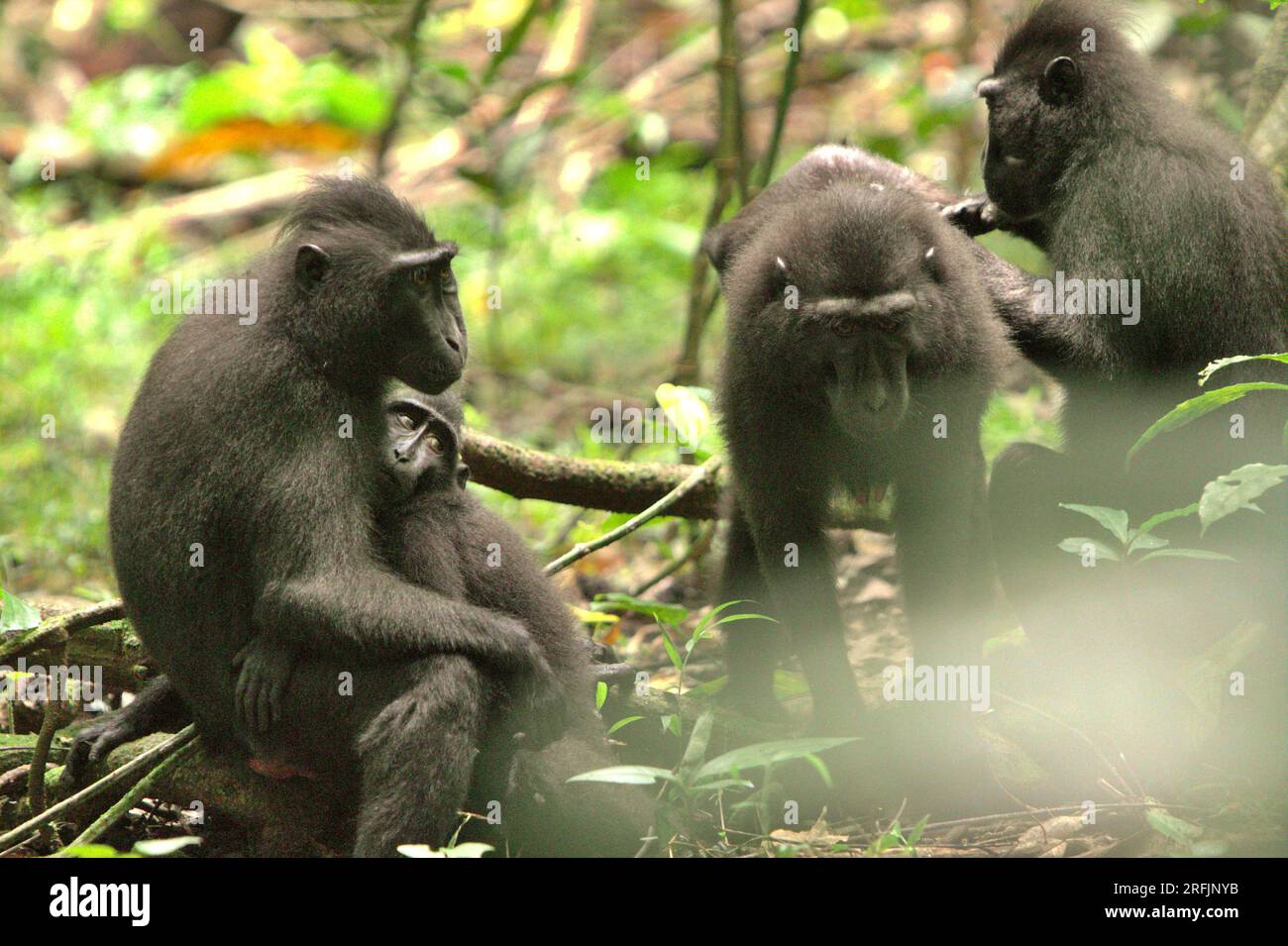 Un groupe de macaques à crête noire (Macaca nigra) de Sulawesi ayant une activité sociale dans la réserve naturelle de Tangkoko, Sulawesi du Nord, Indonésie. La température a augmenté dans la forêt de Tangkoko, et l'abondance globale des fruits a diminué, selon une équipe de scientifiques dirigée par Marine Joly, tel que publié dans International Journal of Primatology en juillet 2023 (consulté par Springer). « Entre 2012 et 2020, les températures ont augmenté jusqu’à 0,2 degrés Celsius par an dans la forêt, et l’abondance globale des fruits a diminué de 1 pour cent par an », écrivent-ils. Banque D'Images