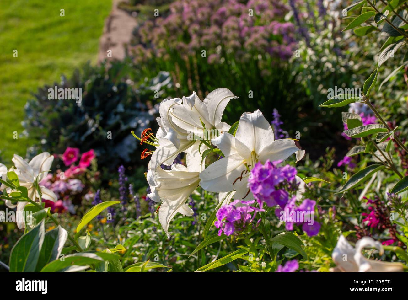 Vue rapprochée d'une plante de lys oriental (lilium) avec de belles grandes fleurs blanches, fleurissant dans un jardin ensoleillé en début de soirée Banque D'Images