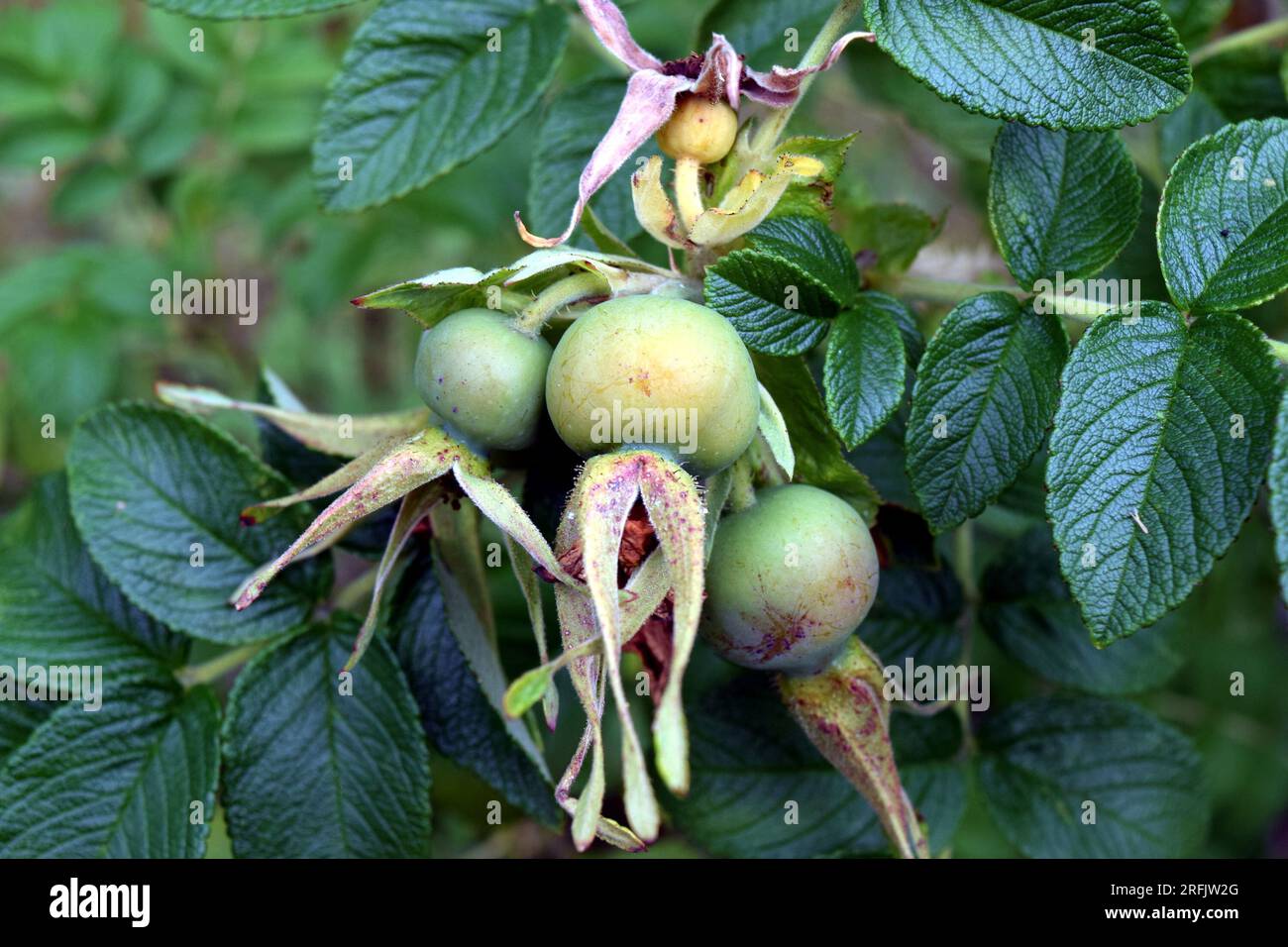 Crues, roses vertes, Rosa rugosa Banque D'Images