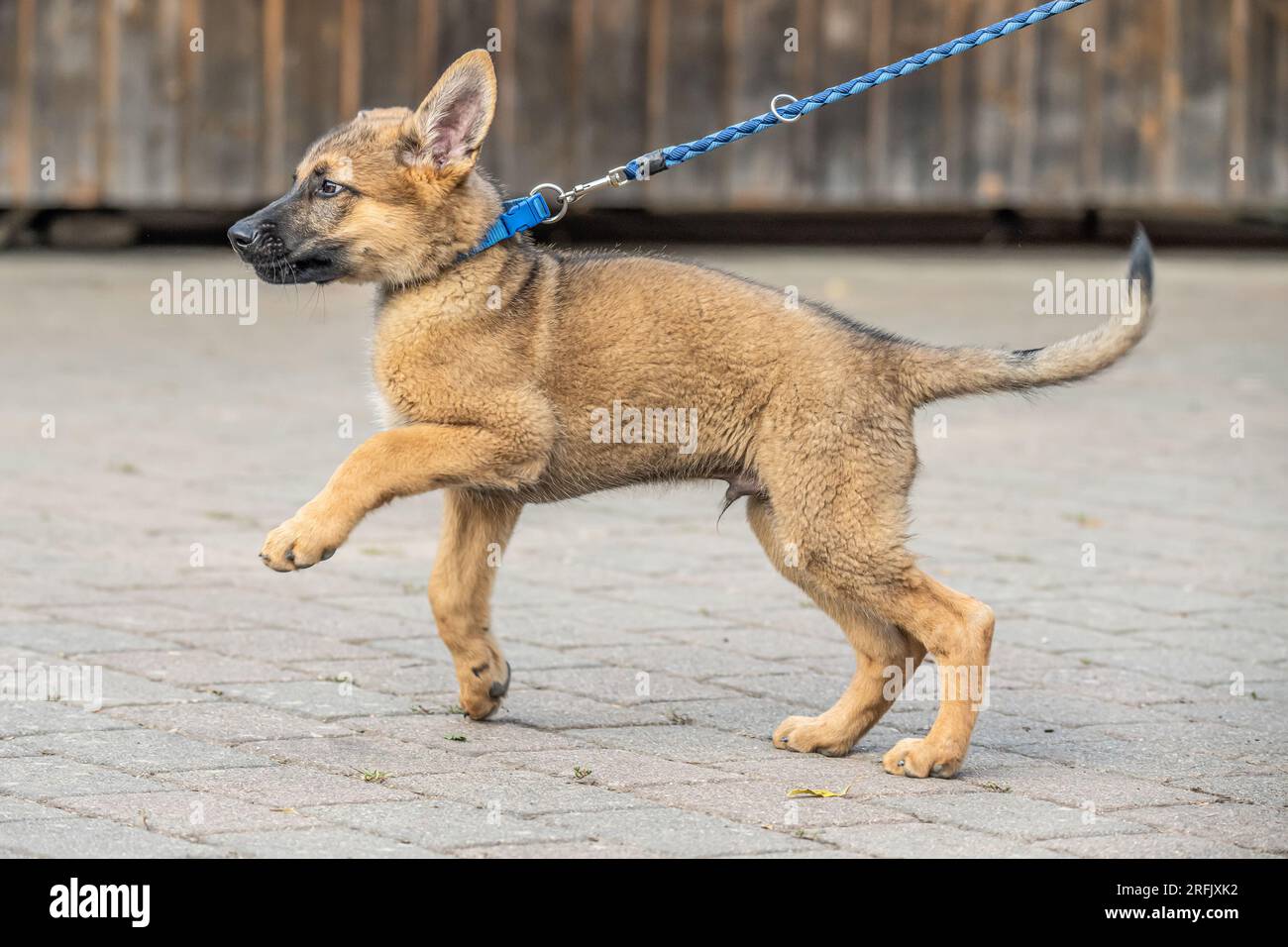 Mignon brun berger allemand chien bébé chiot regarde de près le propriétaire. Banque D'Images