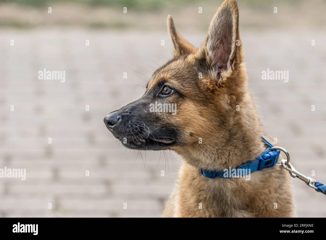 Mignon brun berger allemand chien bébé chiot regarde de près le propriétaire. Banque D'Images
