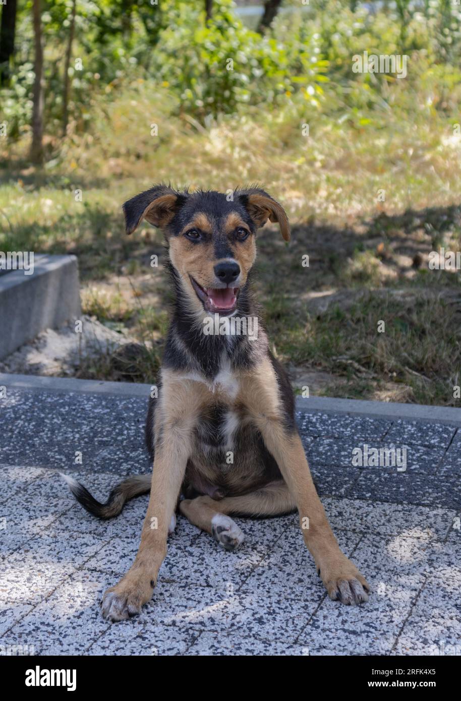 Chien errant souriant assis dans un parc public à Chisinau par une chaude journée d'été Banque D'Images