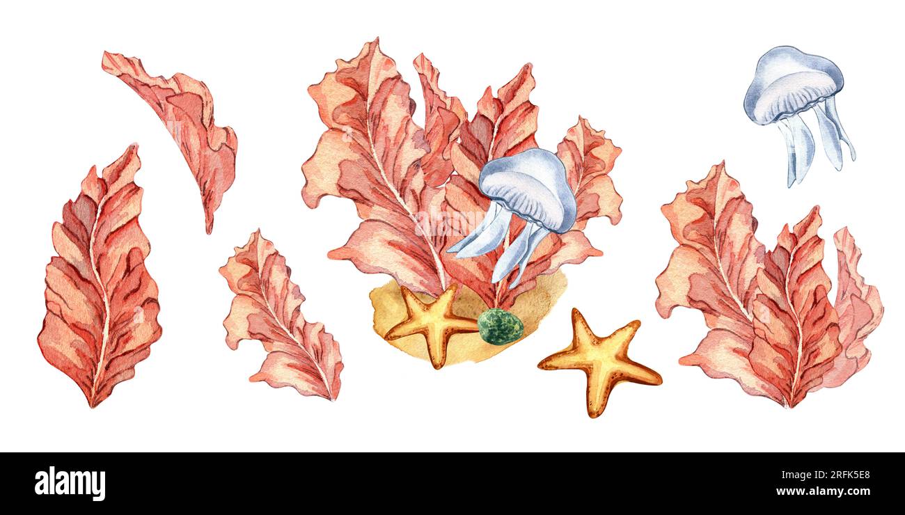 Ensemble de plantes marines roses aquarelle illustration isolée sur fond blanc. Feuilles de porphyra rouge, algues dessinées à la main. Élément de conception pour emballage, labe Banque D'Images