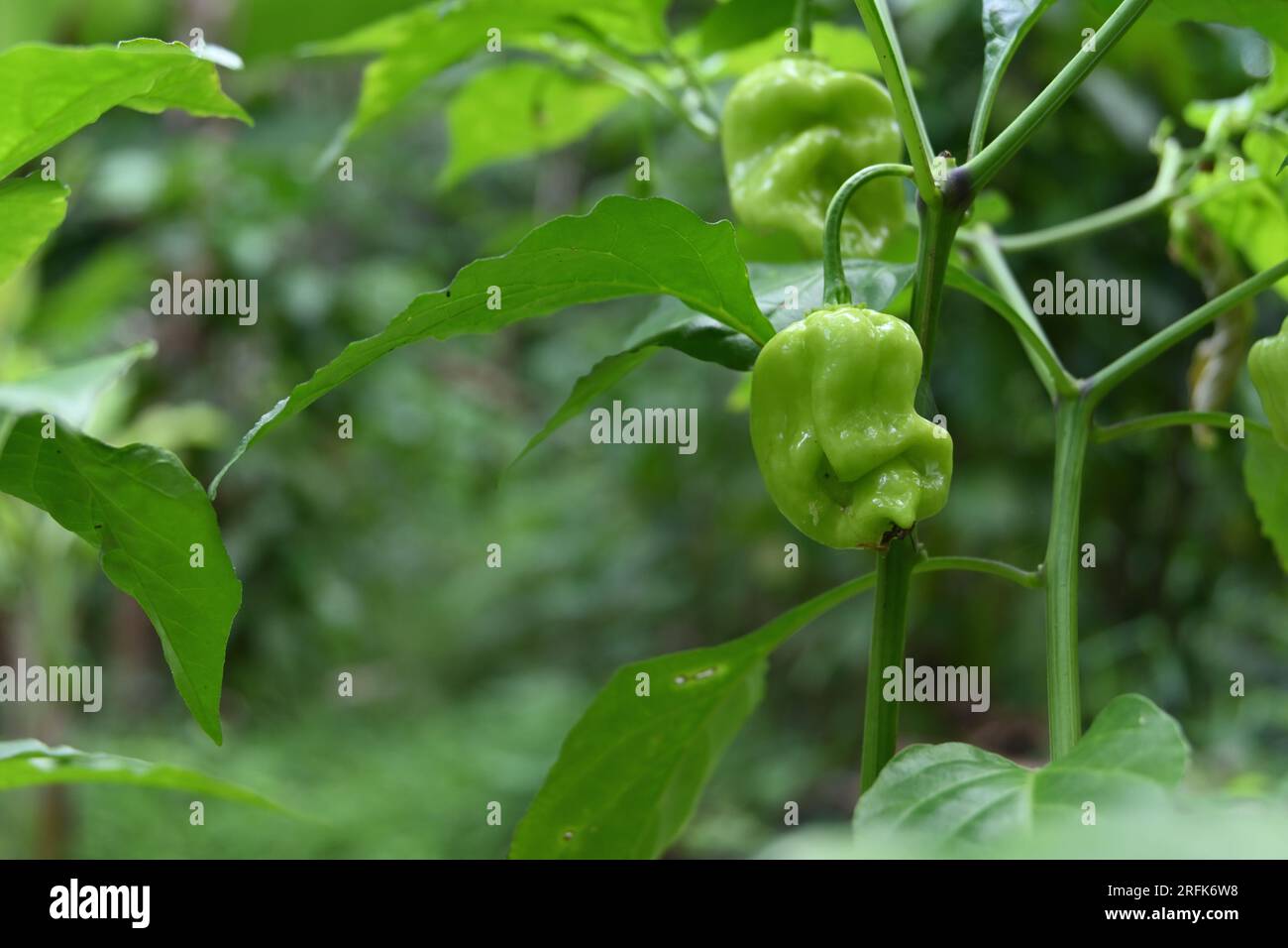 Vue d'un fruit de Chili Capsicum Chinense de couleur verte se développant sur la tige de la plante Chili Banque D'Images