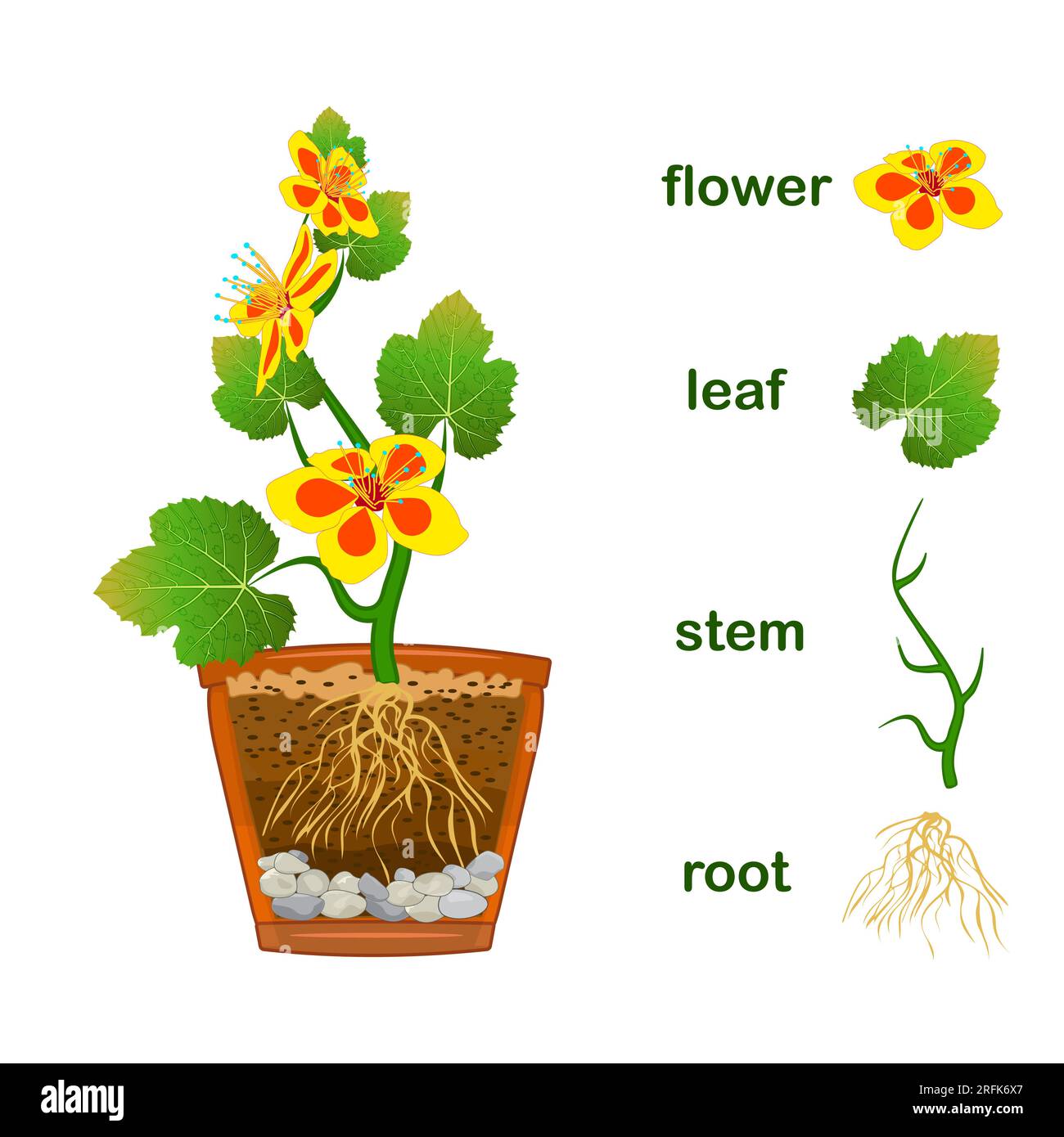 Parties de plantes. Schéma avec titres de la partie de la plante avec des feuilles vertes, des fleurs, la tige et le système racinaire. Diagramme pour l'enseignement de la botanique. Illustration vectorielle Illustration de Vecteur