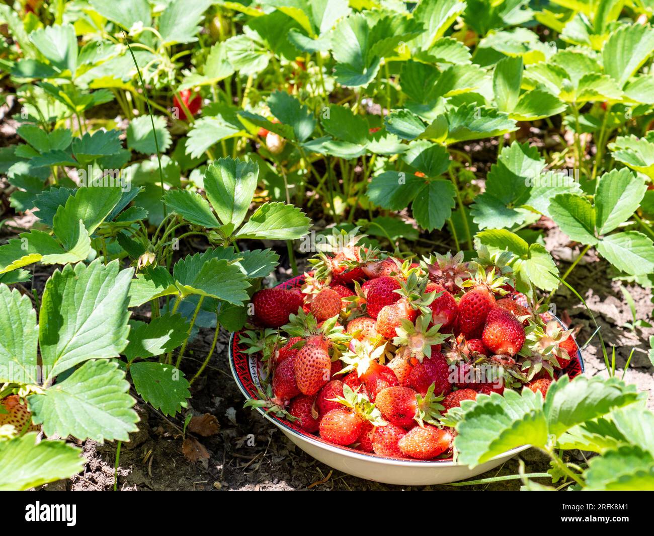 bol avec fraises et plants de fraises Banque D'Images