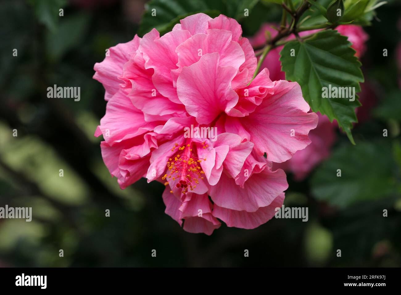 HIBISCUS floraison sur arbuste Banque D'Images