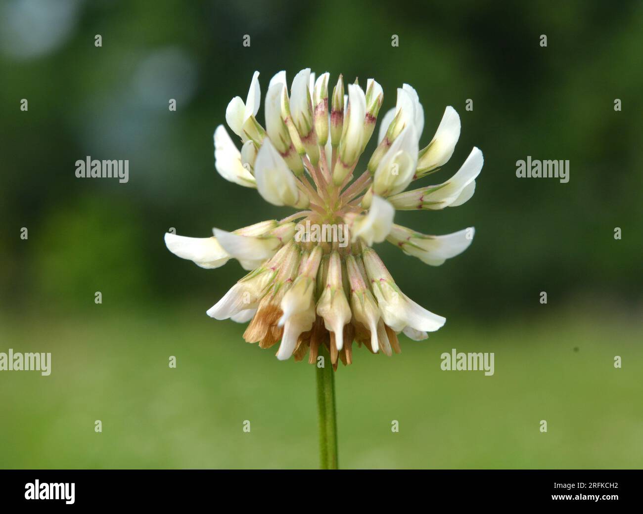 Le trèfle laquant blanc (Trifolium repens) pousse dans la nature en été Banque D'Images