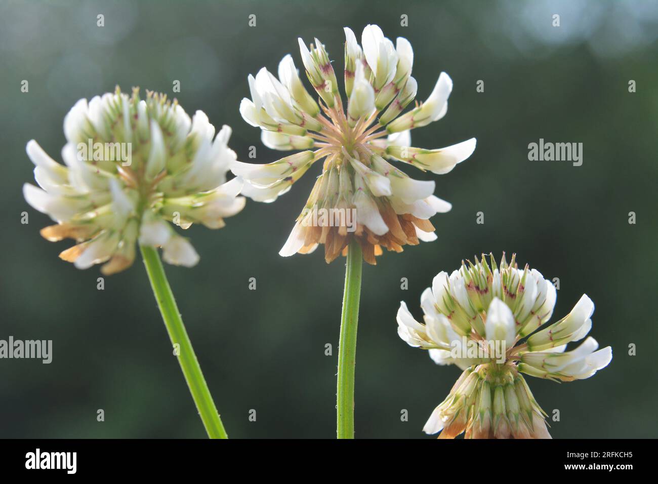 Le trèfle laquant blanc (Trifolium repens) pousse dans la nature en été Banque D'Images