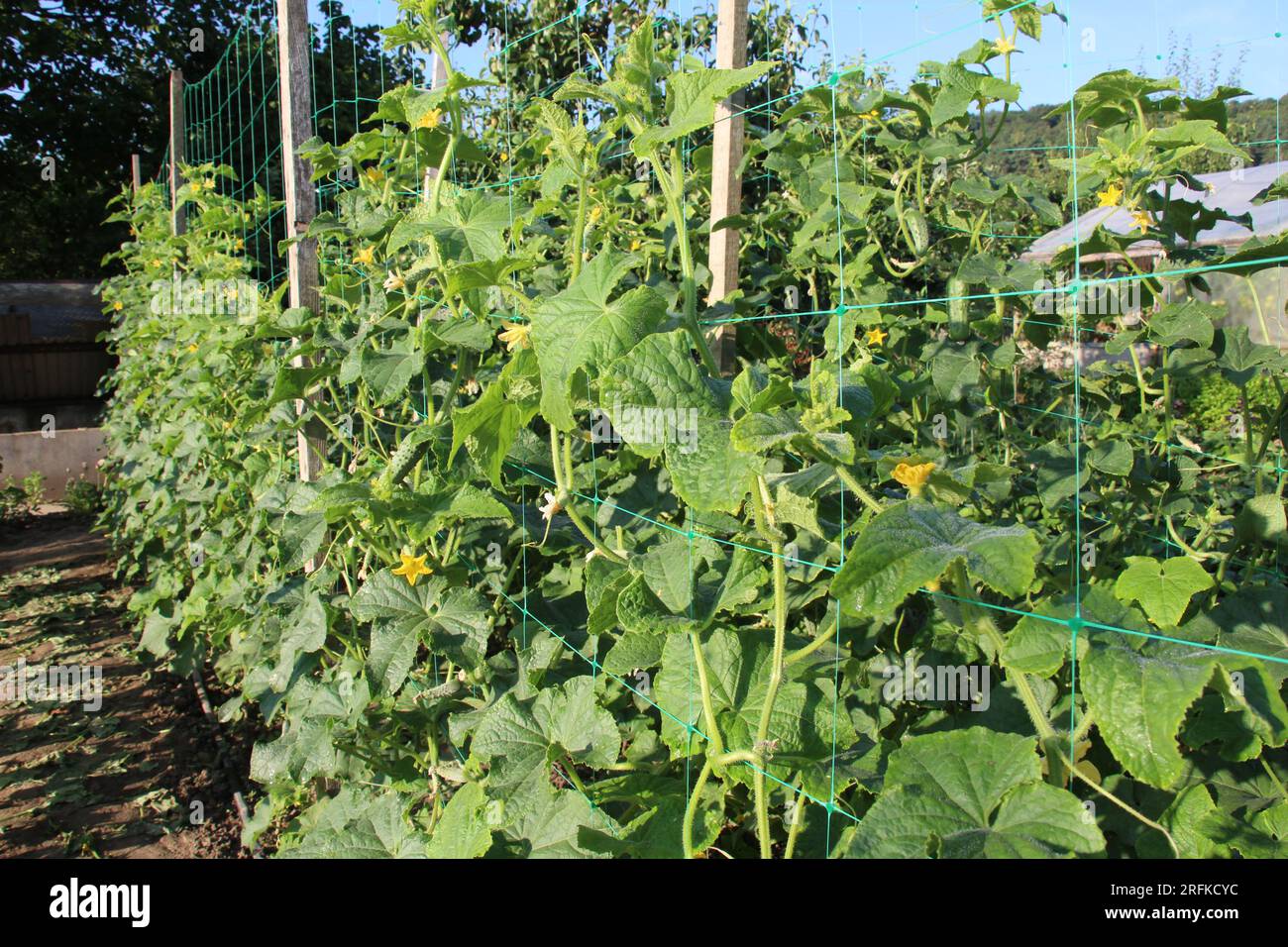 Dans le jardin, le treillis est utilisé pour la culture des concombres Banque D'Images