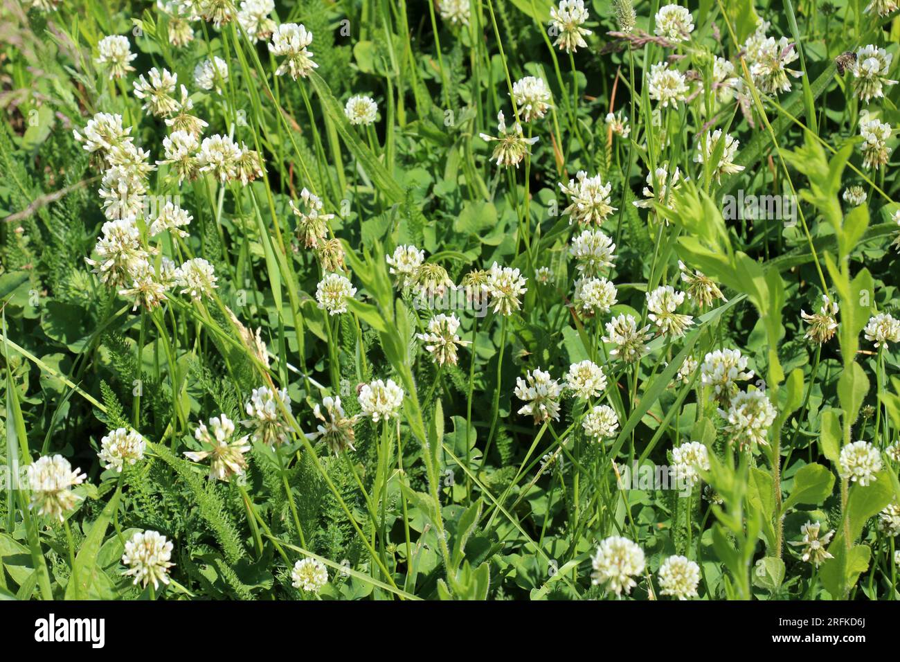 Le trèfle laquant blanc (Trifolium repens) pousse dans la nature en été Banque D'Images