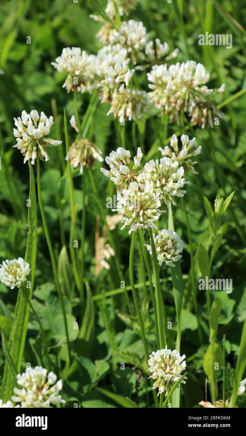 Le trèfle laquant blanc (Trifolium repens) pousse dans la nature en été Banque D'Images