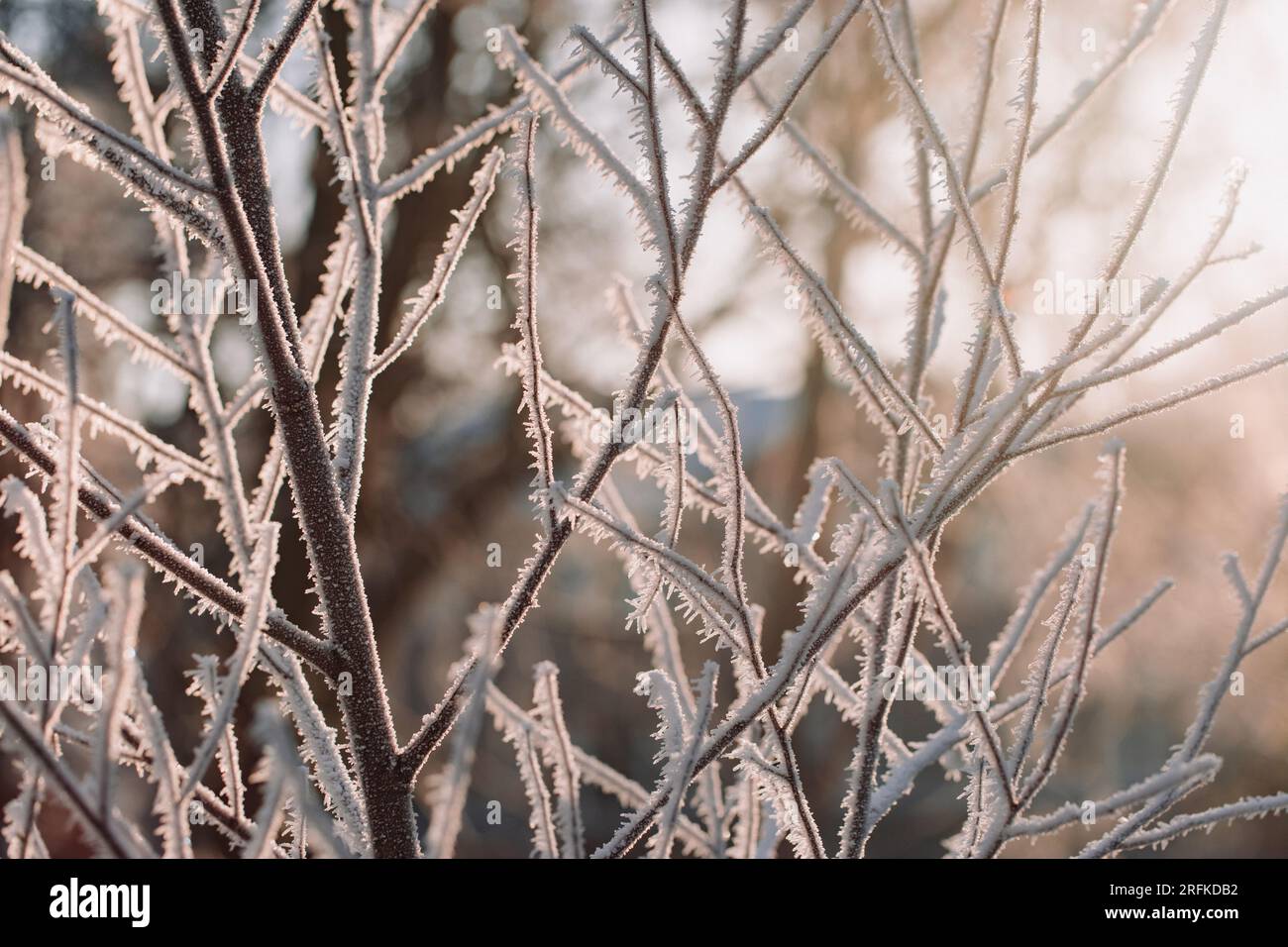 Lumière dorée douce sur les branches d'arbres gelées par un après-midi ensoleillé d'hiver Banque D'Images