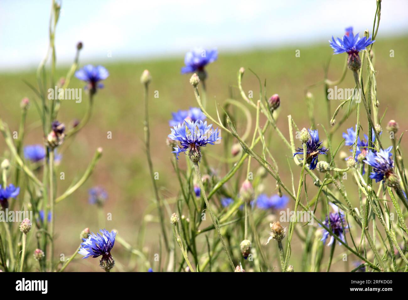 Le bleuet bleu (Centaurea cyanus) fleurit dans le champ parmi les herbes Banque D'Images