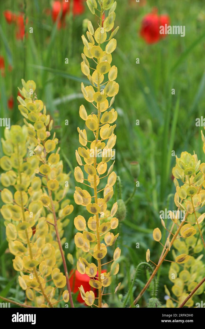 Dans la nature, Thlaspi arvense pousse parmi les graminées sauvages Banque D'Images