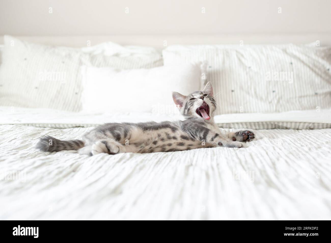 Chaton gris et blanc endormi avec large bâillement posé sur le lit Banque D'Images
