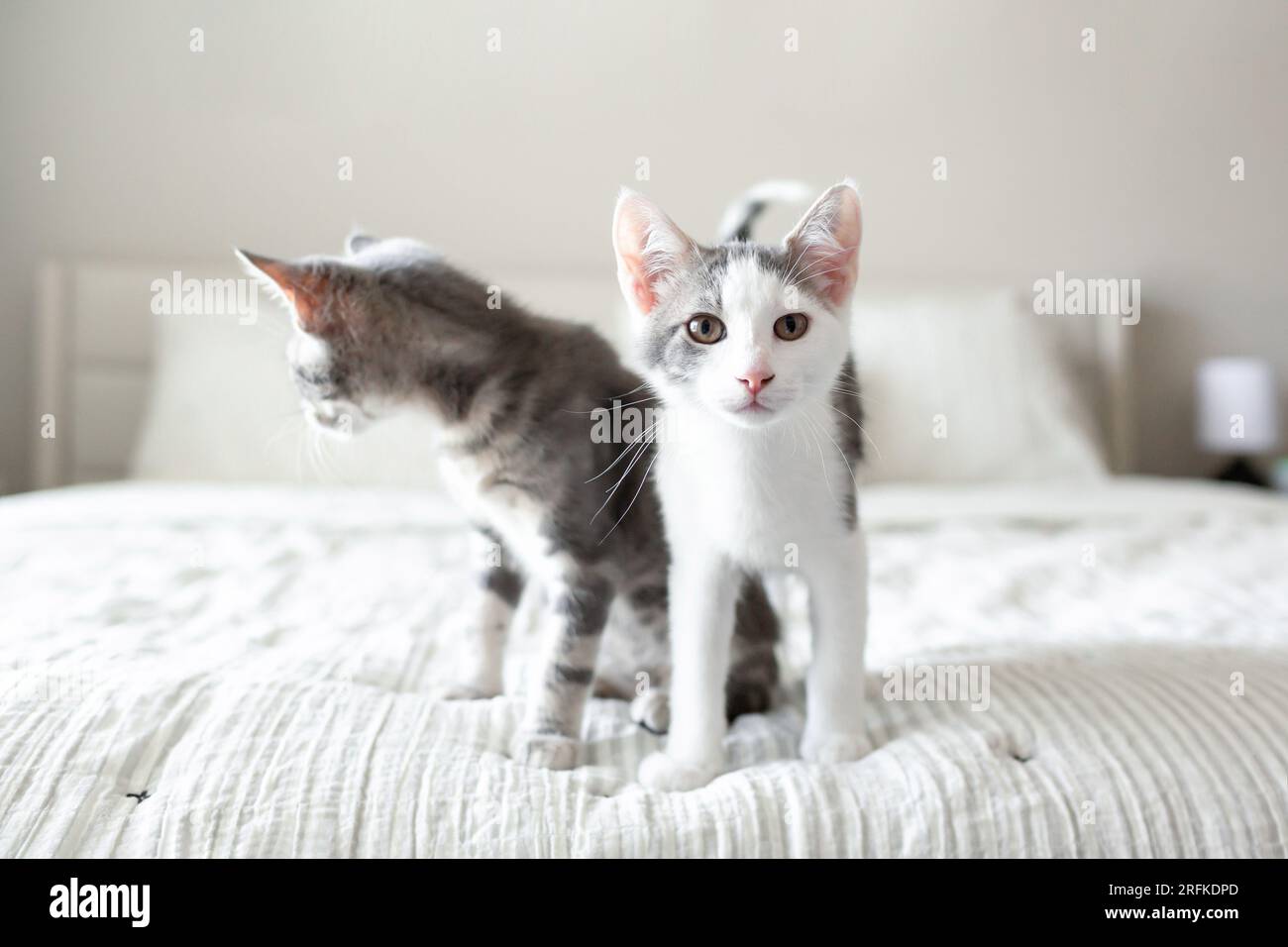 Chatons blancs et gris debout ensemble sur le lit Banque D'Images