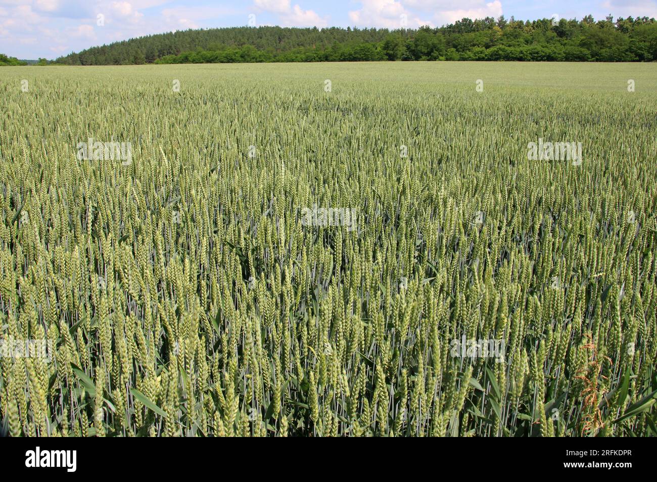 Sur le champ de la ferme cultivant du blé vert d'hiver Banque D'Images