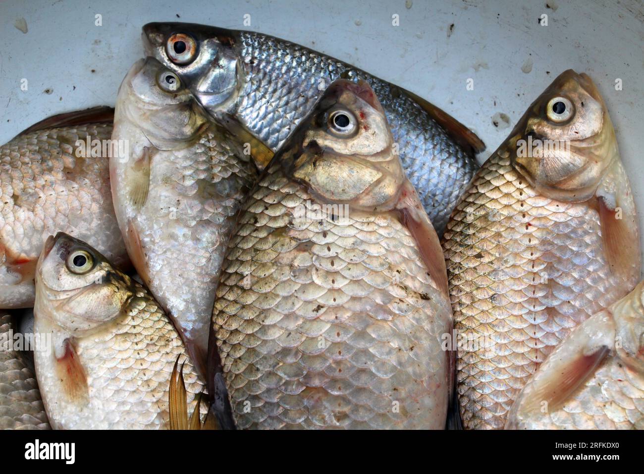 Poisson frais d'eau douce - carpe crucienne, cafard Banque D'Images