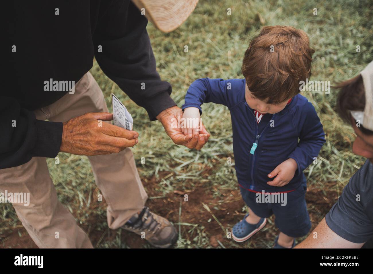 Petit garçon prenant des graines de grand-père à plante Banque D'Images