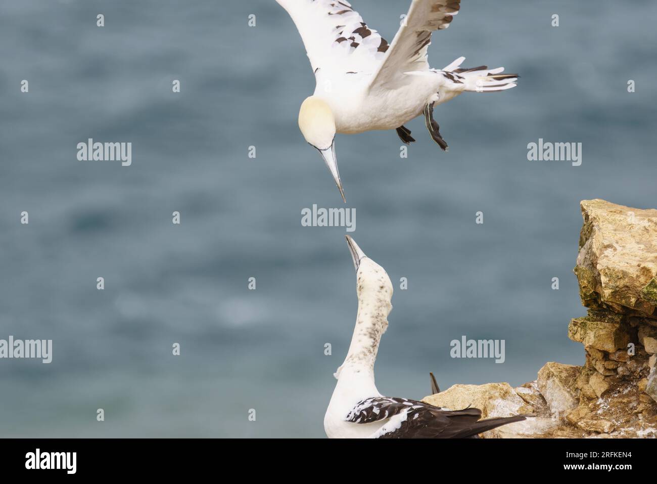 Un fane plane au-dessus d'un autre sur les falaises de Bempton, réserve naturelle de la RSPB, E. Yorkshire, Royaume-Uni Banque D'Images