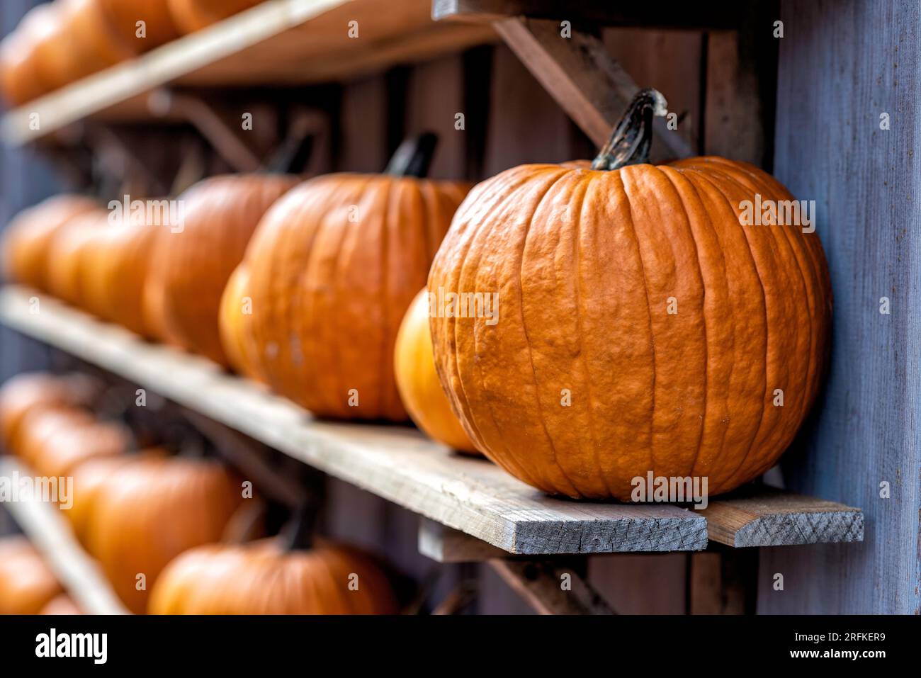 Diverses citrouilles en automne à Spreewald en Allemagne Banque D'Images