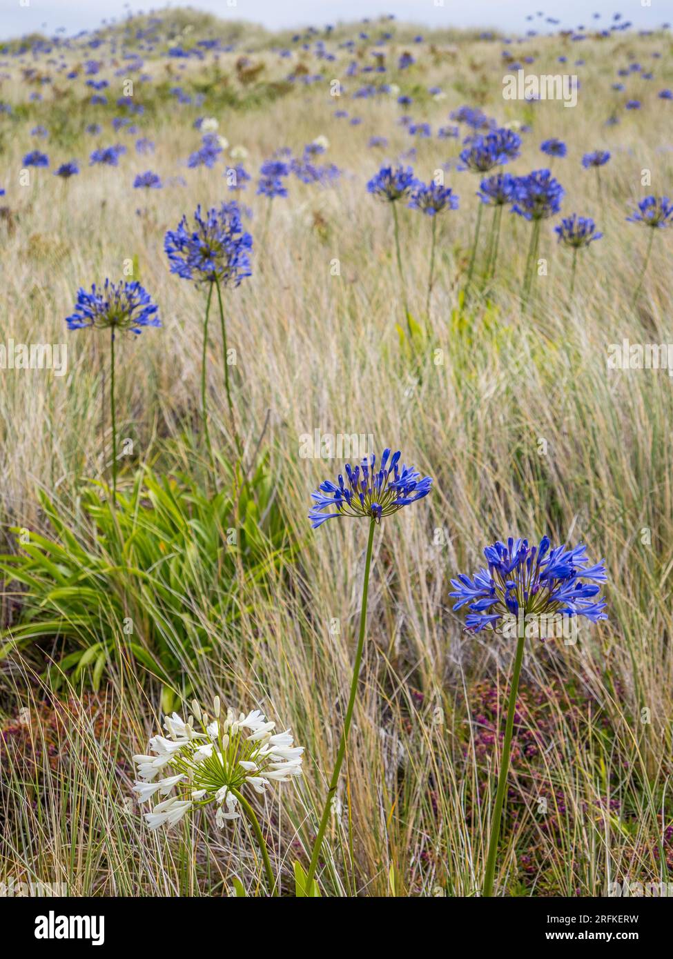 Agapanthus umbellatus, Lilly of the Nile, Growing on Sand Dunes, nr Corn Near Road, Tresco, Isles of Scilly, Cornouailles, Angleterre, ROYAUME-UNI, GB. Banque D'Images
