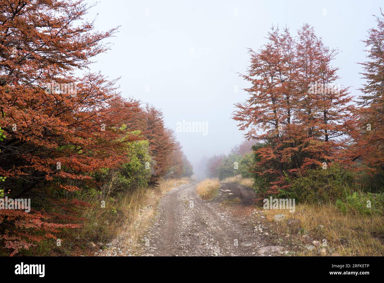 Arbres de couleur rouge pendant Autum dans la réserve de Baguilt, Patagonie Banque D'Images