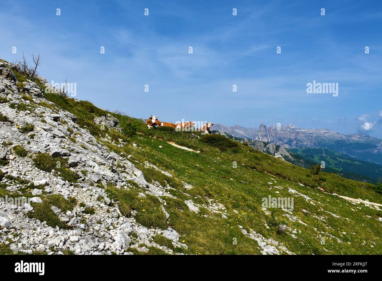 Groupe de vaches reposant sur une prairie alpine dans les Dolomites et la chaîne de montagnes Puez gruppe dans le Tyrol du Sud dans le nord de l'Italie Banque D'Images