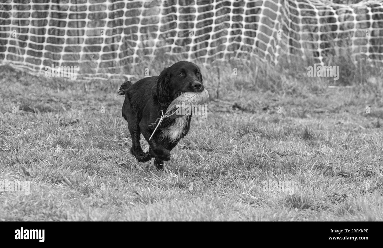 Travail Springer et Cocker Spaniels session de formation de chien de pistolet de pratique scurries. Les épaisses couraient, sautaient des clôtures et récupéraient des mannequins Banque D'Images